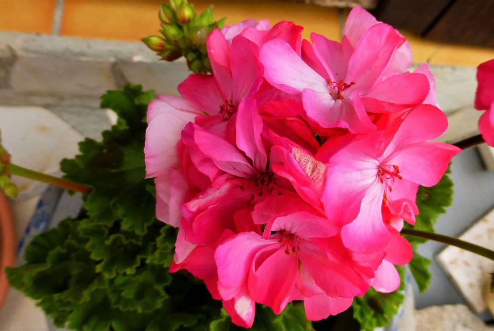 foto pixabay