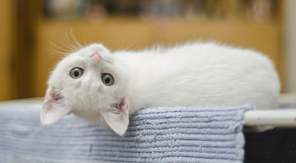 Ob Kitten 1285341 1920