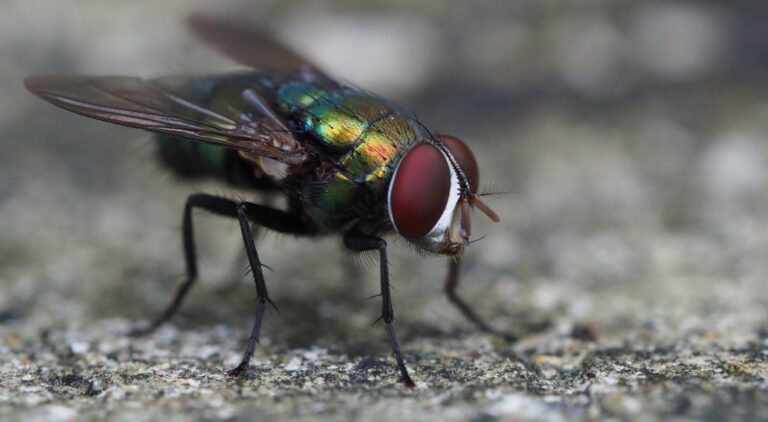 Ob Fly 3732499 1920