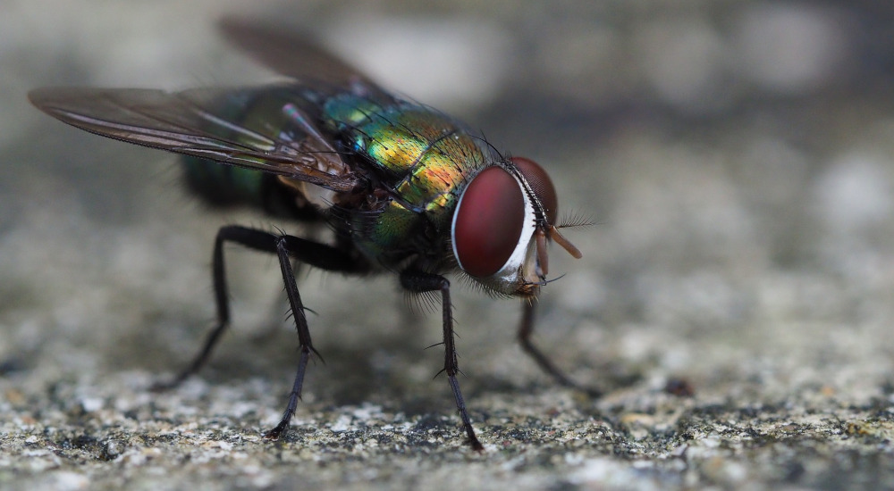 Ob Fly 3732499 1920
